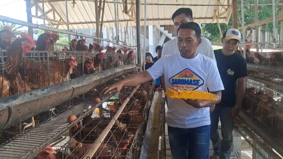 Dukung Swasembada Pangan, Sidrap Genjot Produksi Padi dan Telur